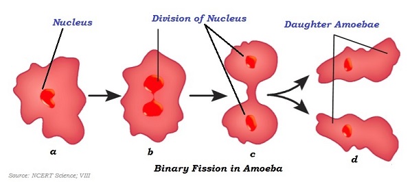 Amoeba Fission