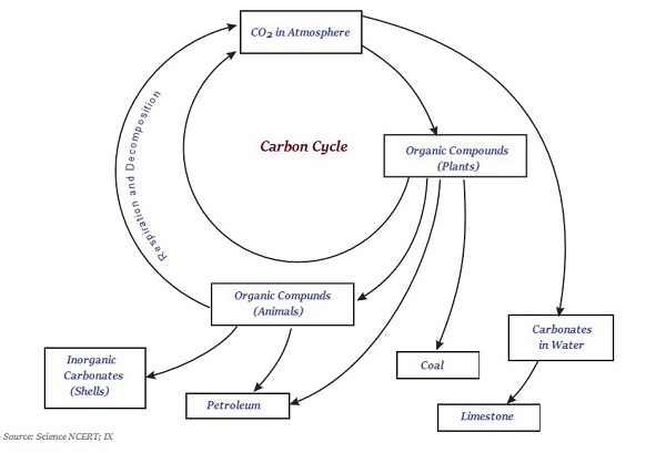 Carbon Cycle