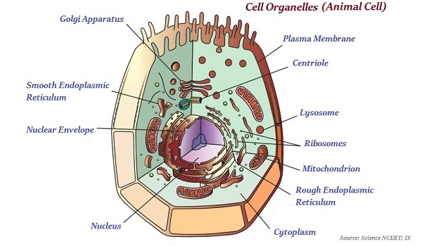 Cell Organelles