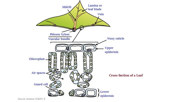 Crosssection of Leaf
