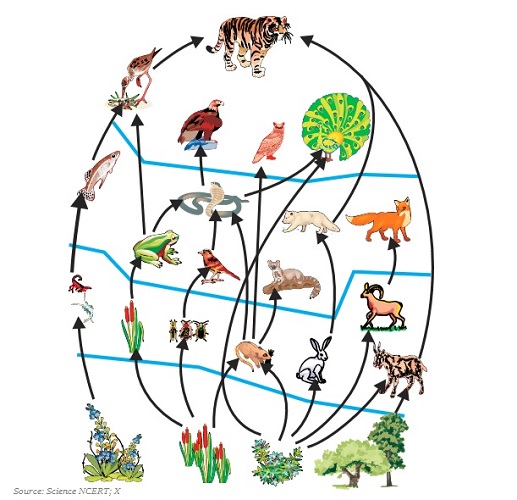 Food Web
