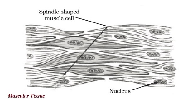 Muscular Tissue