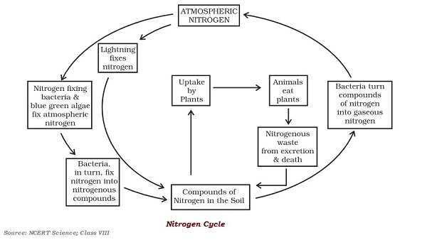 Nitrogen Cycle