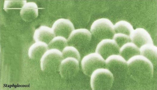 Staphylococci