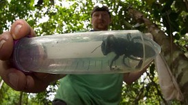 Largest Bee
