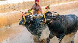 Kambala