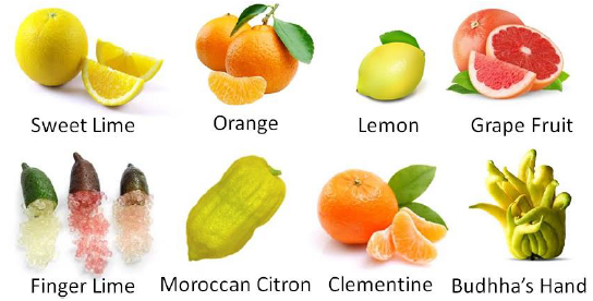 Citrus Fruits