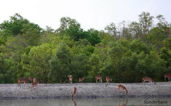 Sunderbans