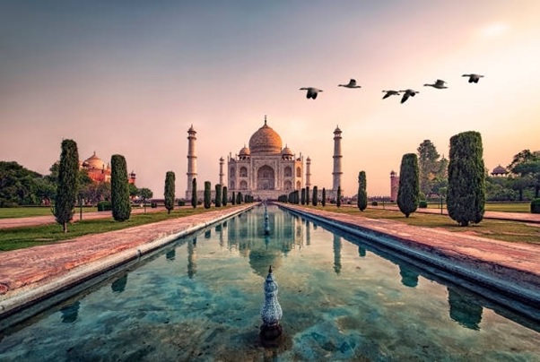 tajmahal birds