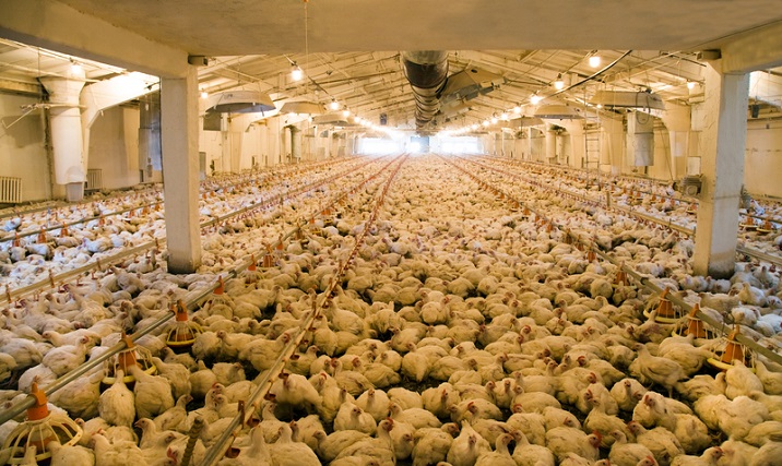Poultry Farm